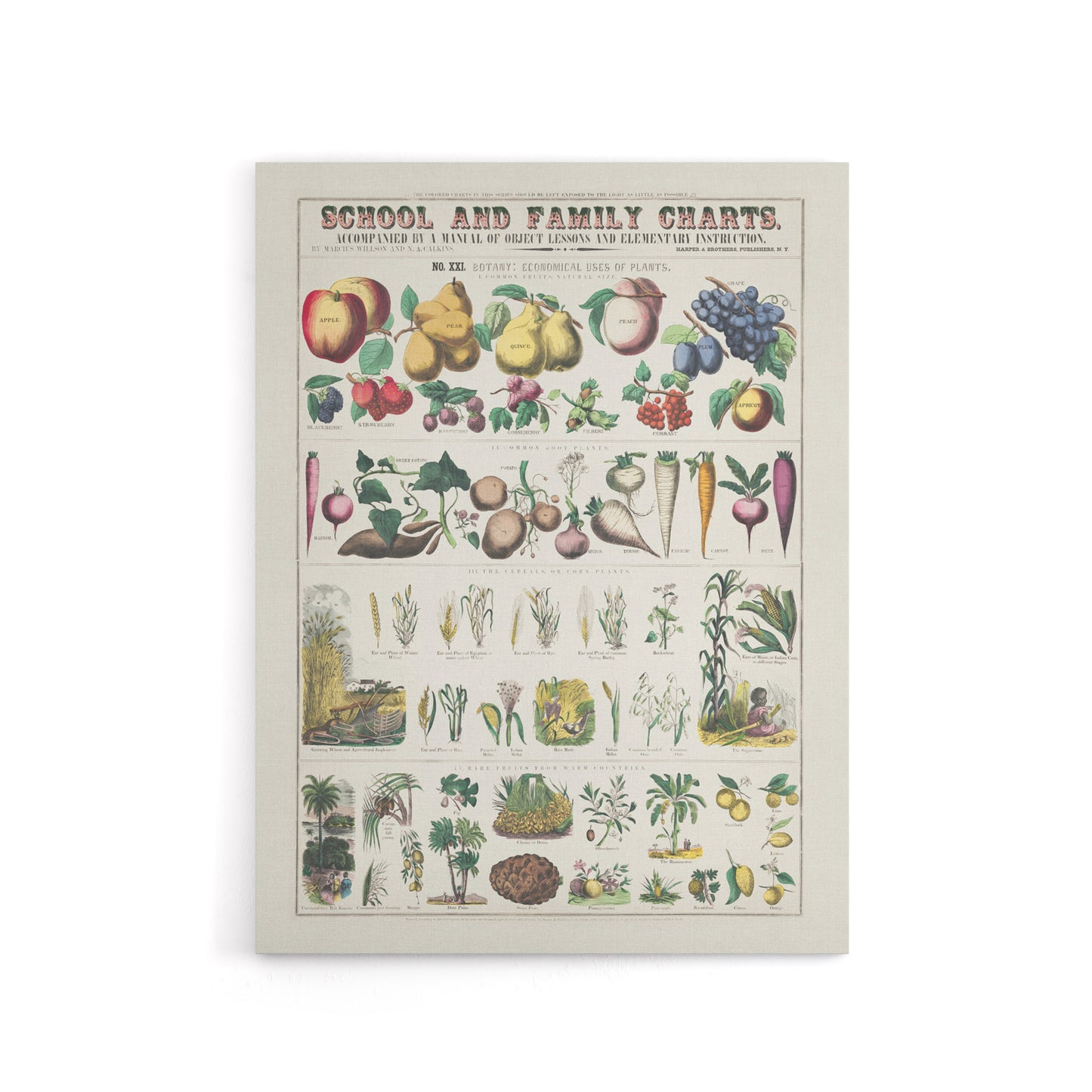 School and family chart No XXI Calkins Canvas Wall Art Print