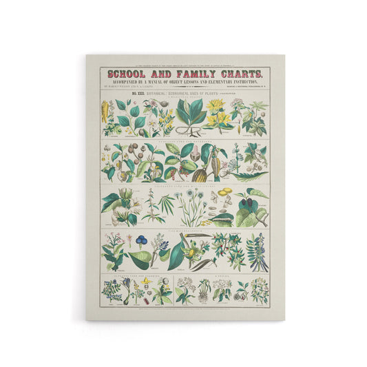 School and family charts No XXII Calkins Canvas Wall Art Print