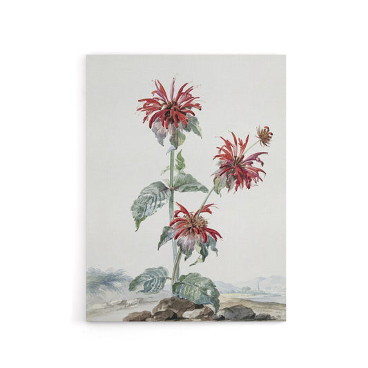 Red Bergamot Flowers in a Landscape Schouman Canvas Wall Art Print