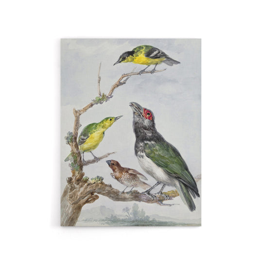 Four Different Birds on a Branch Schouman Canvas Wall Art Print