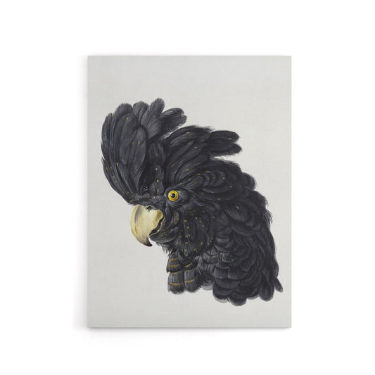 Head of a Black Cockatoo Watercolour Schouman Canvas Wall Art Print