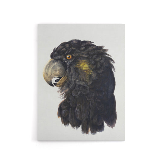 Cockatoo Parrot Head Schouman Watercolour Canvas Wall Art Print