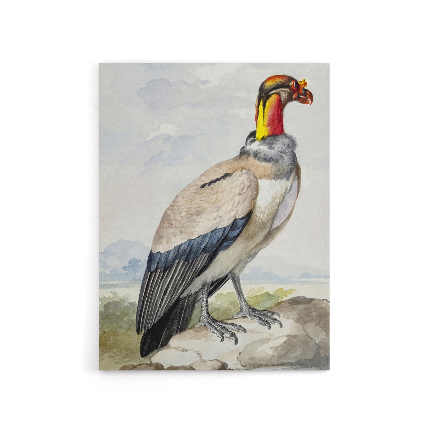 King Vulture Bird Vintage Watercolour Schouman Canvas Wall Art Print