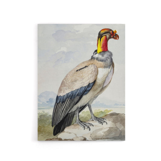 King Vulture Bird Vintage Watercolour Schouman Canvas Wall Art Print