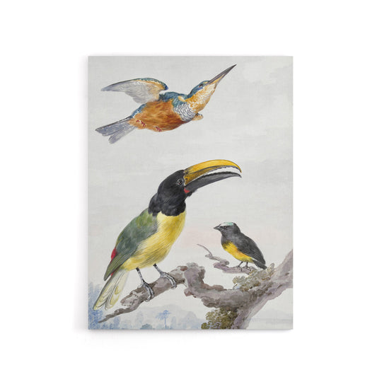 Kingfisher Toucan Bird and a Sparrow Schouman Canvas Wall Art Print