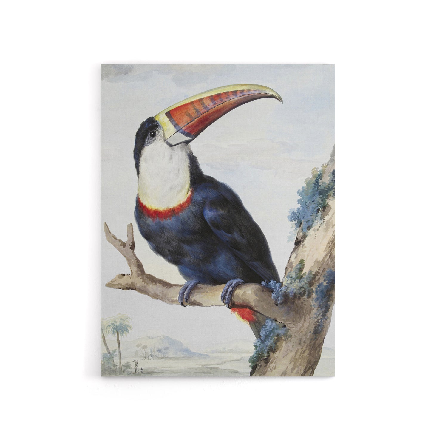 Red Billed Toucan Bird Painting Schouman Canvas Wall Art Print