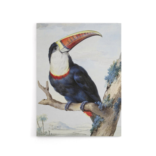Red Billed Toucan Bird Painting Schouman Canvas Wall Art Print