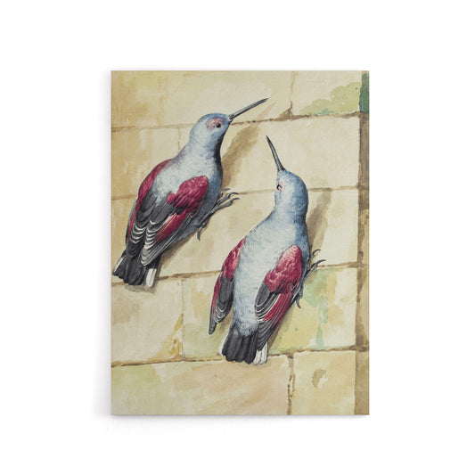 Two Wallcreepers Watercolour Painting Schouman Canvas Wall Art Print