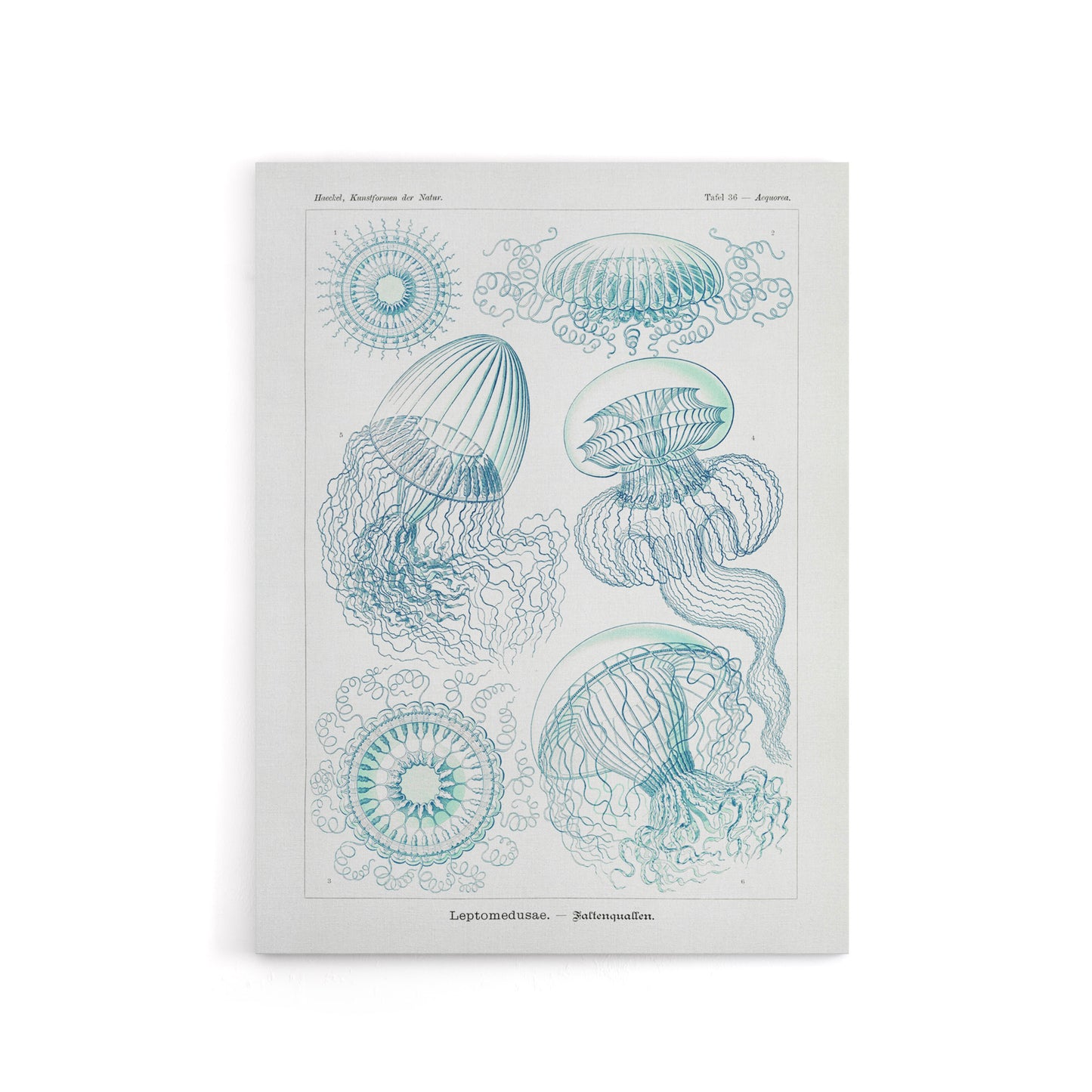 Aequoreidae Jellyfish Marine Life Species Haeckel Canvas Wall Art Print