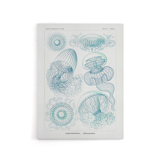 Aequoreidae Jellyfish Marine Life Species Haeckel Canvas Wall Art Print
