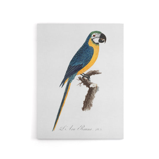 Blue and Yellow Macaw Parrot Levaillant Canvas Wall Art Print