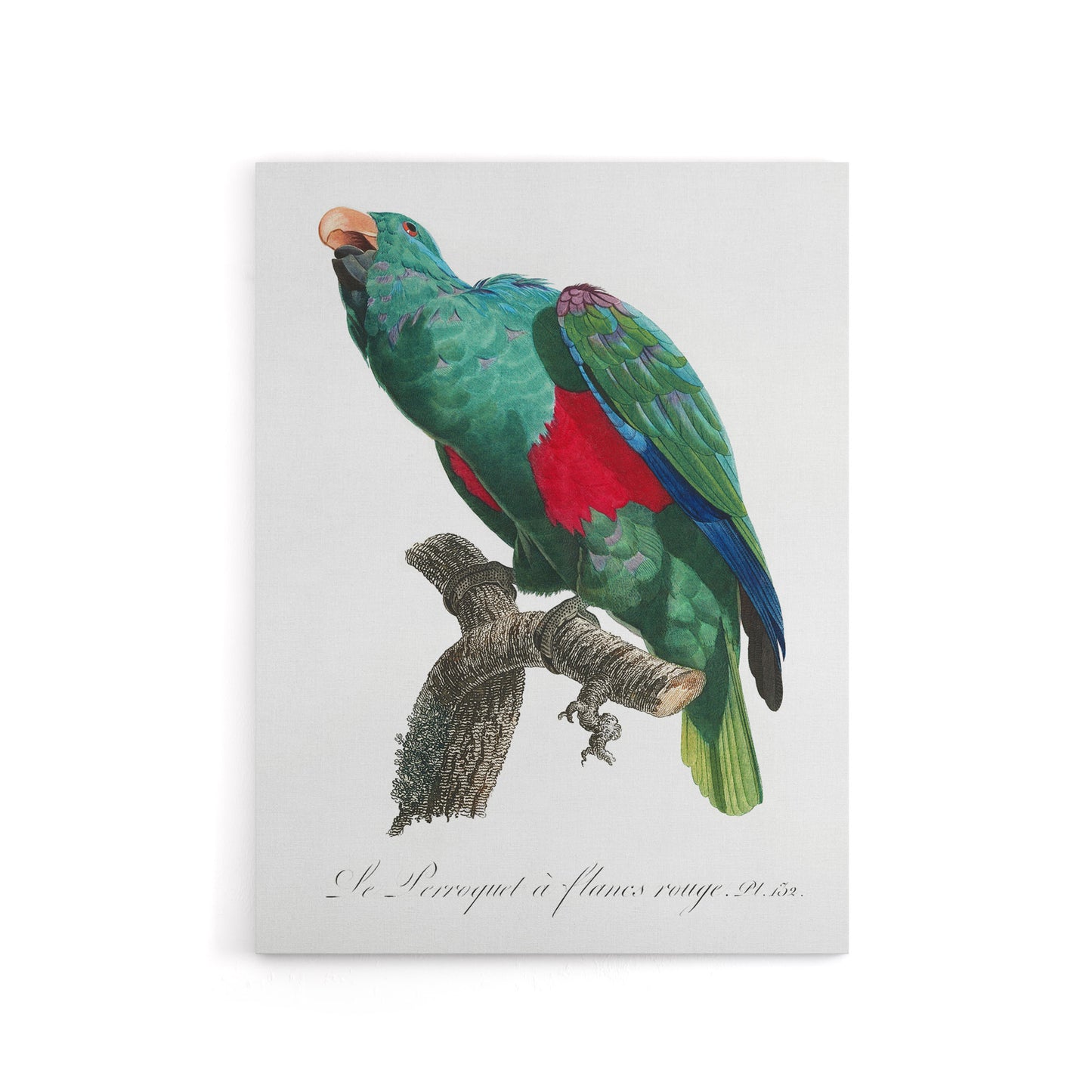 Eclectus Roratus Parrot Francois Levaillant Canvas Wall Art Print