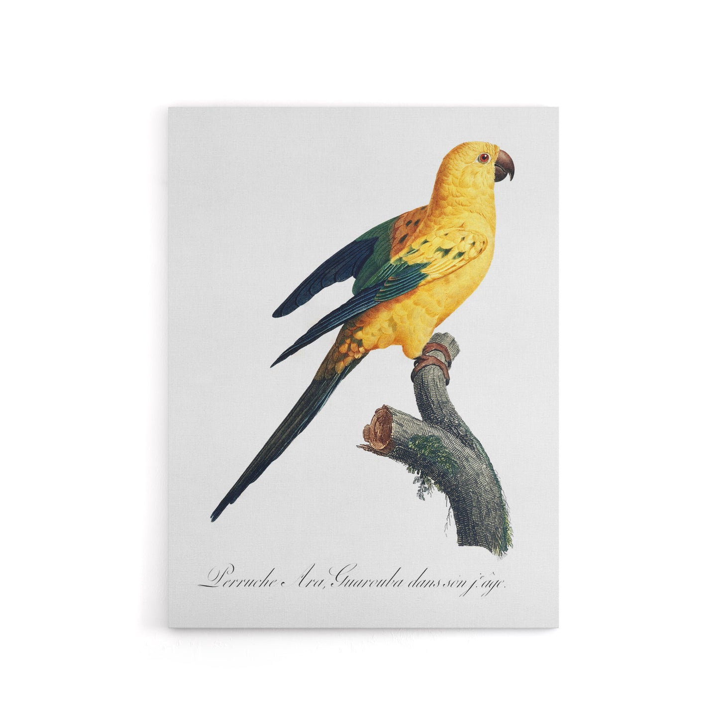 Female Sun Parakeet Bird Francois Levaillant Canvas Wall Art Print