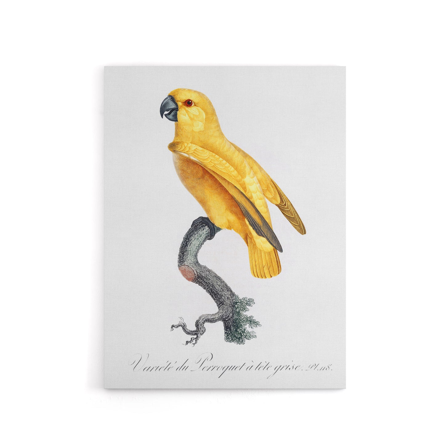 Lutino Senegal Parrot Francois Levaillant Canvas Wall Art Print