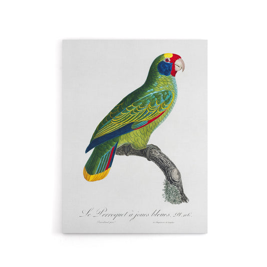 Red And Blue Amazon Parrot Levaillant Canvas Wall Art Print