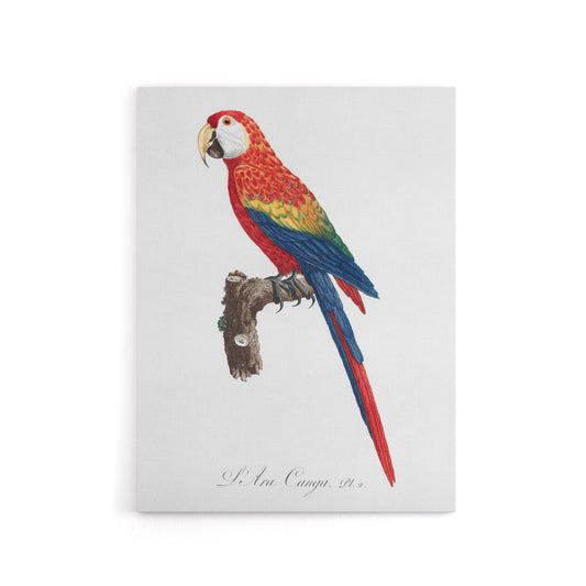 Scarlet Macaw Parrot Francois Levaillant Canvas Wall Art Print