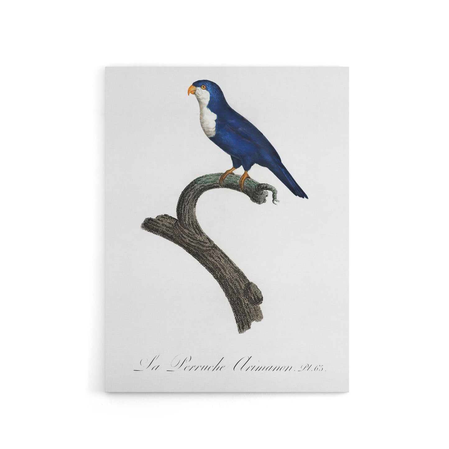 The Arimanon Parakeet Parrot Levaillant Canvas Wall Art Print