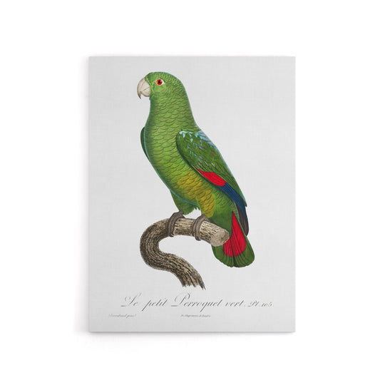 The Black Billed Amazon Parrot Levaillant Canvas Wall Art Print