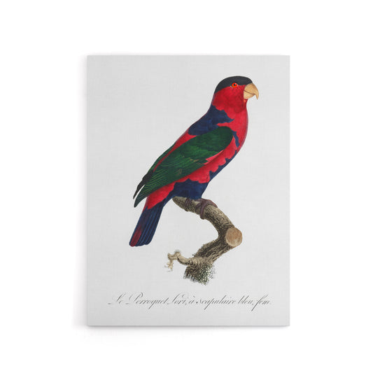 The Black Capped Lory Parrot Levaillant Canvas Wall Art Print