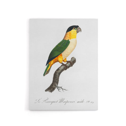 The Black Headed Parrot Francois Levaillant Canvas Wall Art Print
