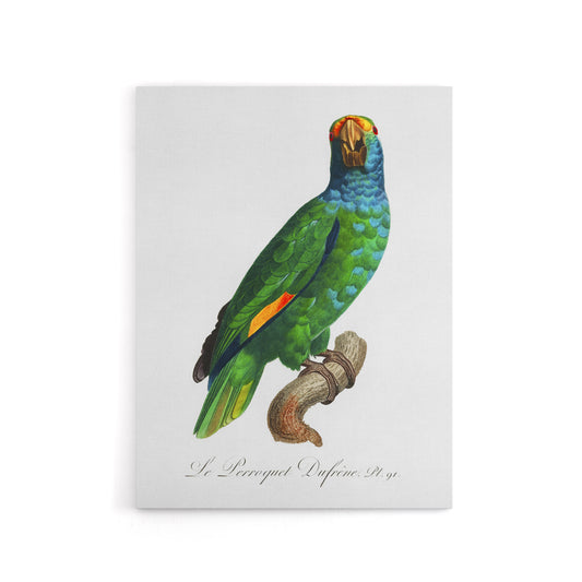 The Blue Cheeked Amazon Parrot Levaillant Canvas Wall Art Print