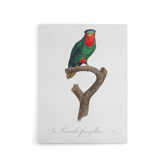 The blue Crowned Lorikeet Parrot Levaillant Canvas Wall Art Print