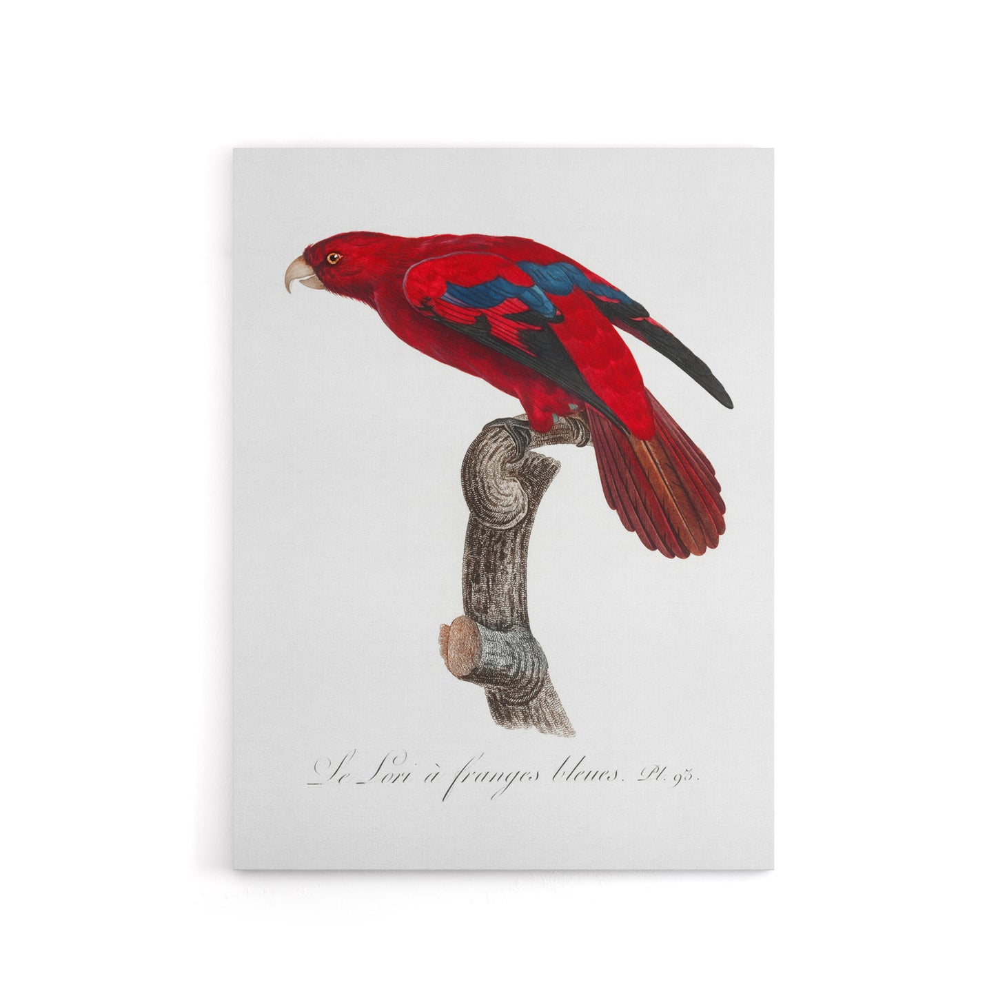The Blue Fringed Red Lori Parrot Levaillant Canvas Wall Art Print