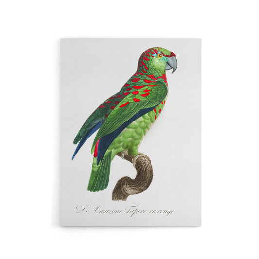 The Blue Fronted Amazon Parrot Levaillant Canvas Wall Art Print
