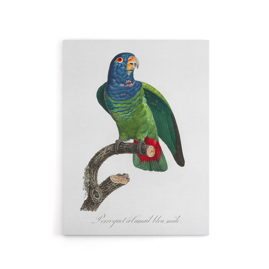 The Blue Headed Parrot Francois Levaillant Canvas Wall Art Print