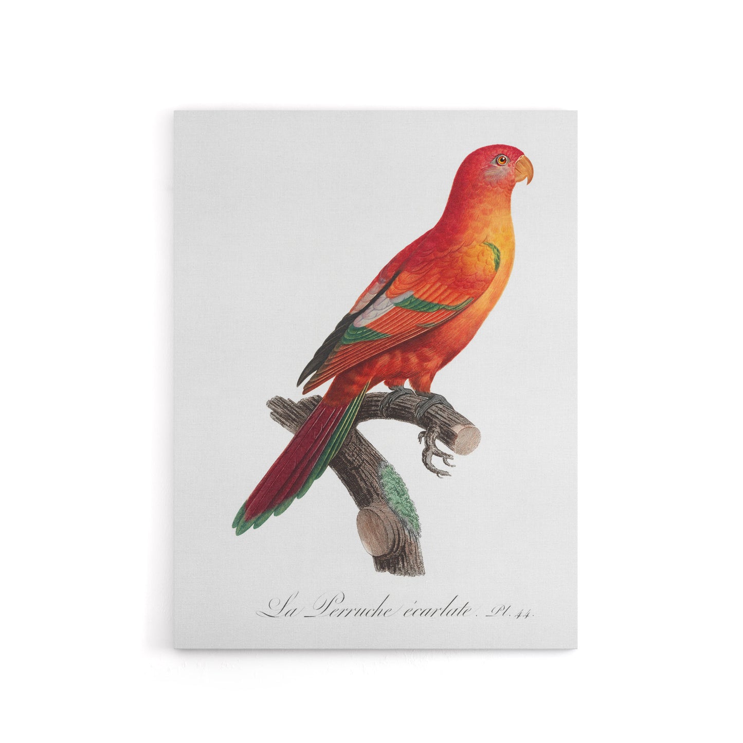The Crimson Shining Parrot Levaillant Canvas Wall Art Print