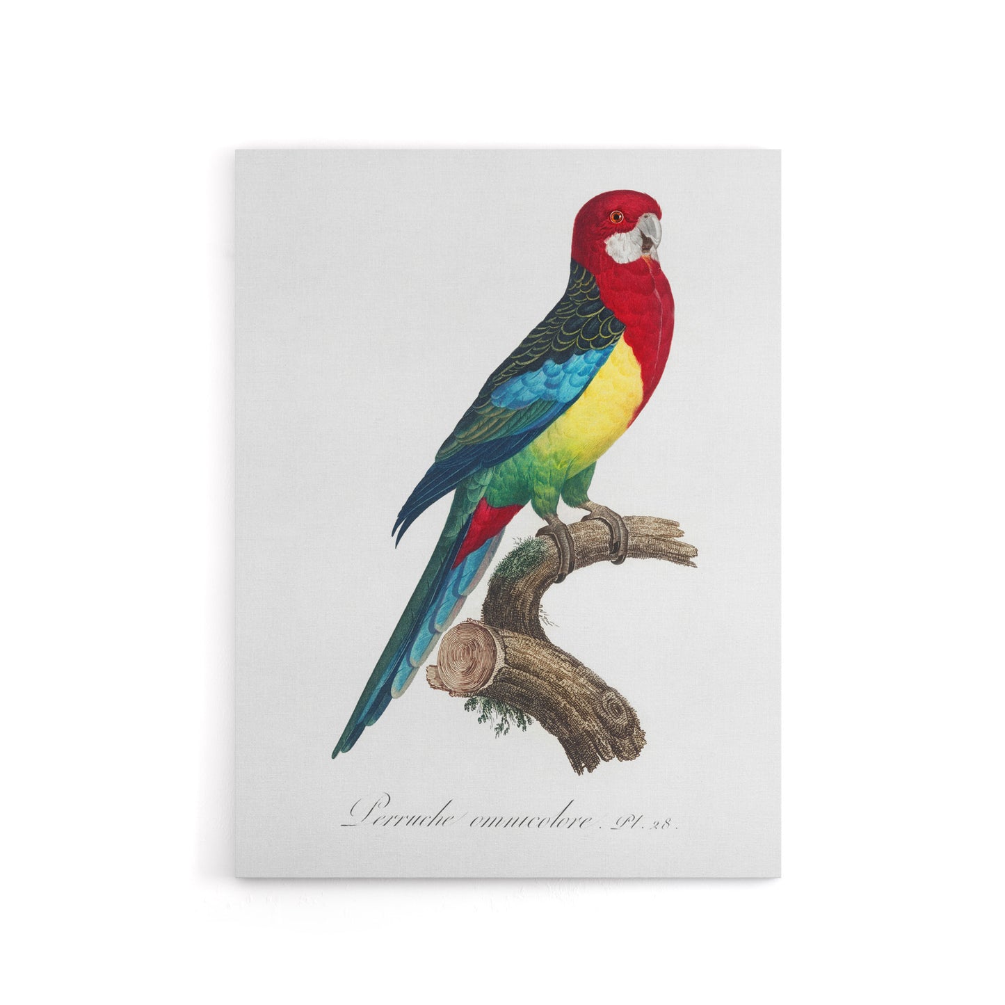 The Eastern Rosella Parrot Levaillant Canvas Wall Art Print