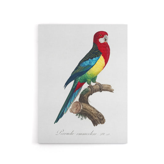 The Eastern Rosella Parrot Levaillant Canvas Wall Art Print