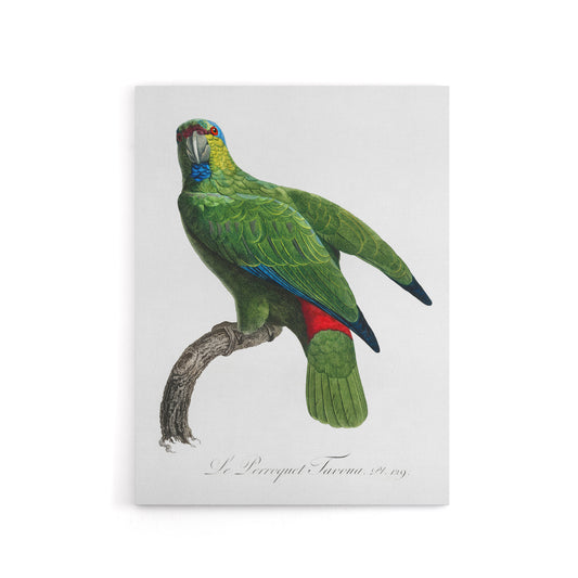 The Festive Amazon Parrot Levaillant Canvas Wall Art Print