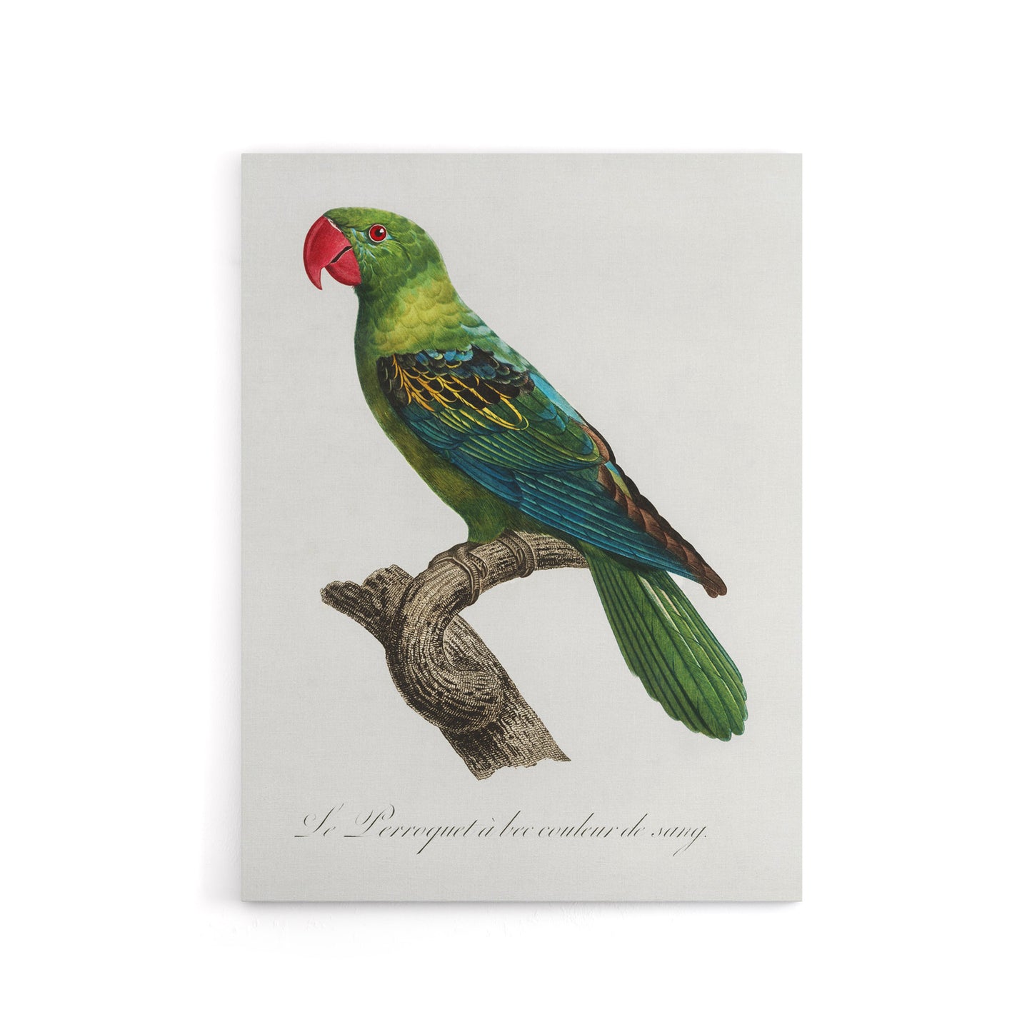 The Great Billed Parrot Francois Levaillant Canvas Wall Art Print