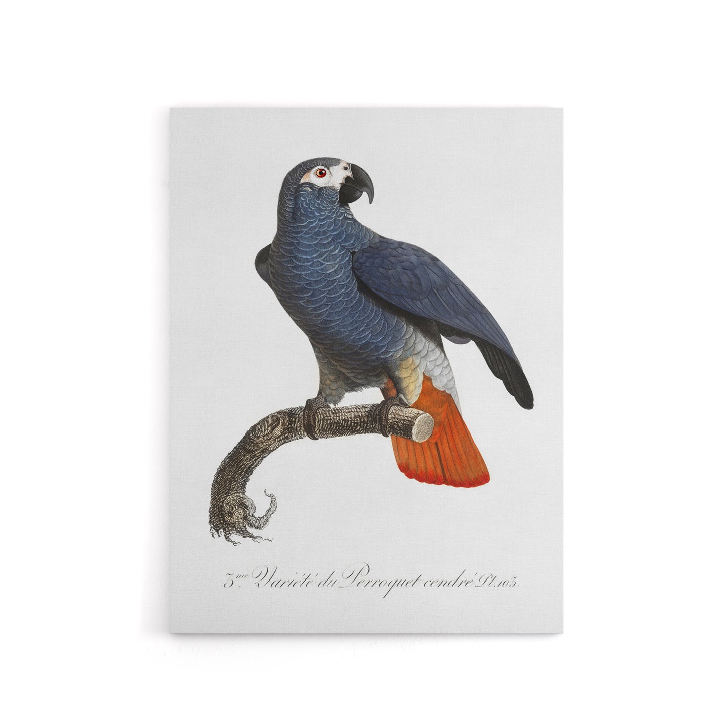 The Grey Parrot Illustration Levaillant Canvas Wall Art Print