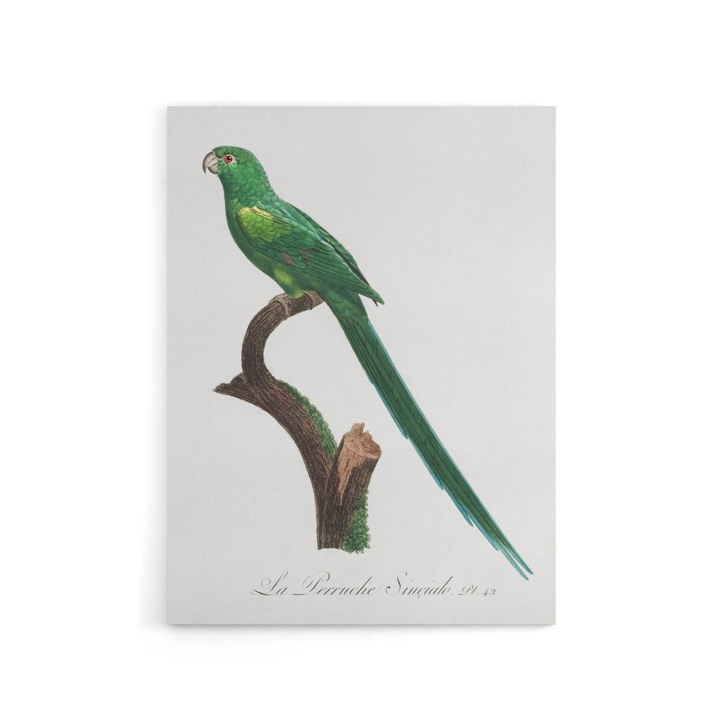 The Long Tailed Parakeet Francois Levaillant Canvas Wall Art Print