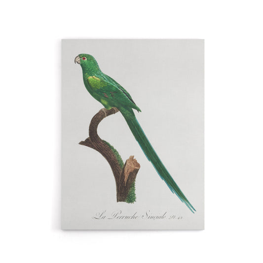 The Long Tailed Parakeet Francois Levaillant Canvas Wall Art Print