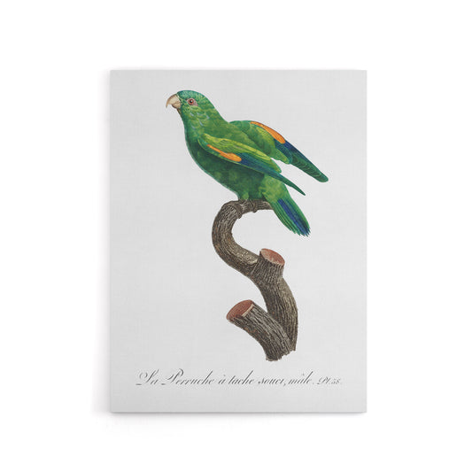 The Marigold Lorikeet Parrot Levaillant Canvas Wall Art Print