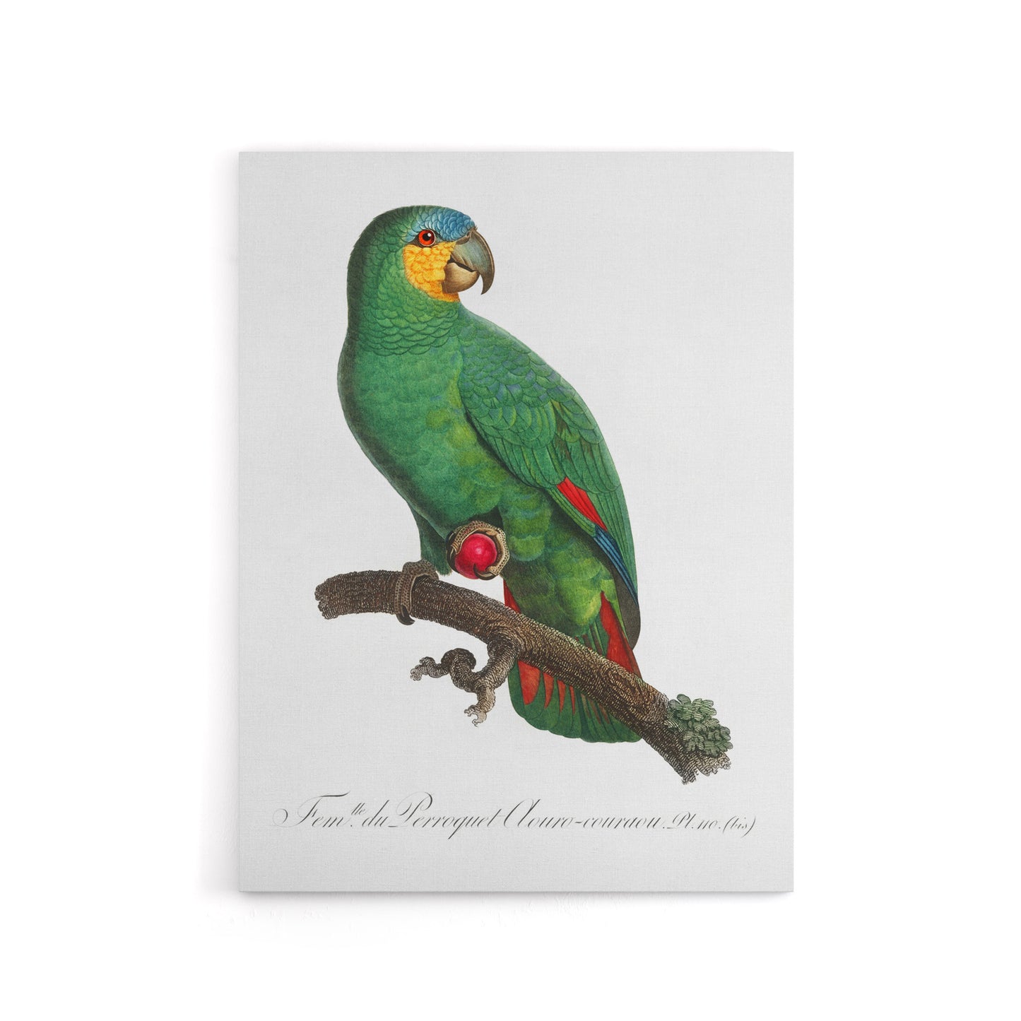 The Orange Winged Amazon Parrot Levaillant Canvas Wall Art Print