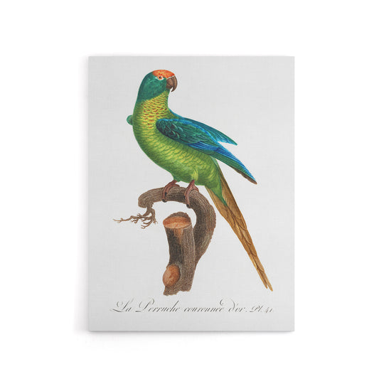 The Peach Fronted Parakeet Levaillant Canvas Wall Art Print