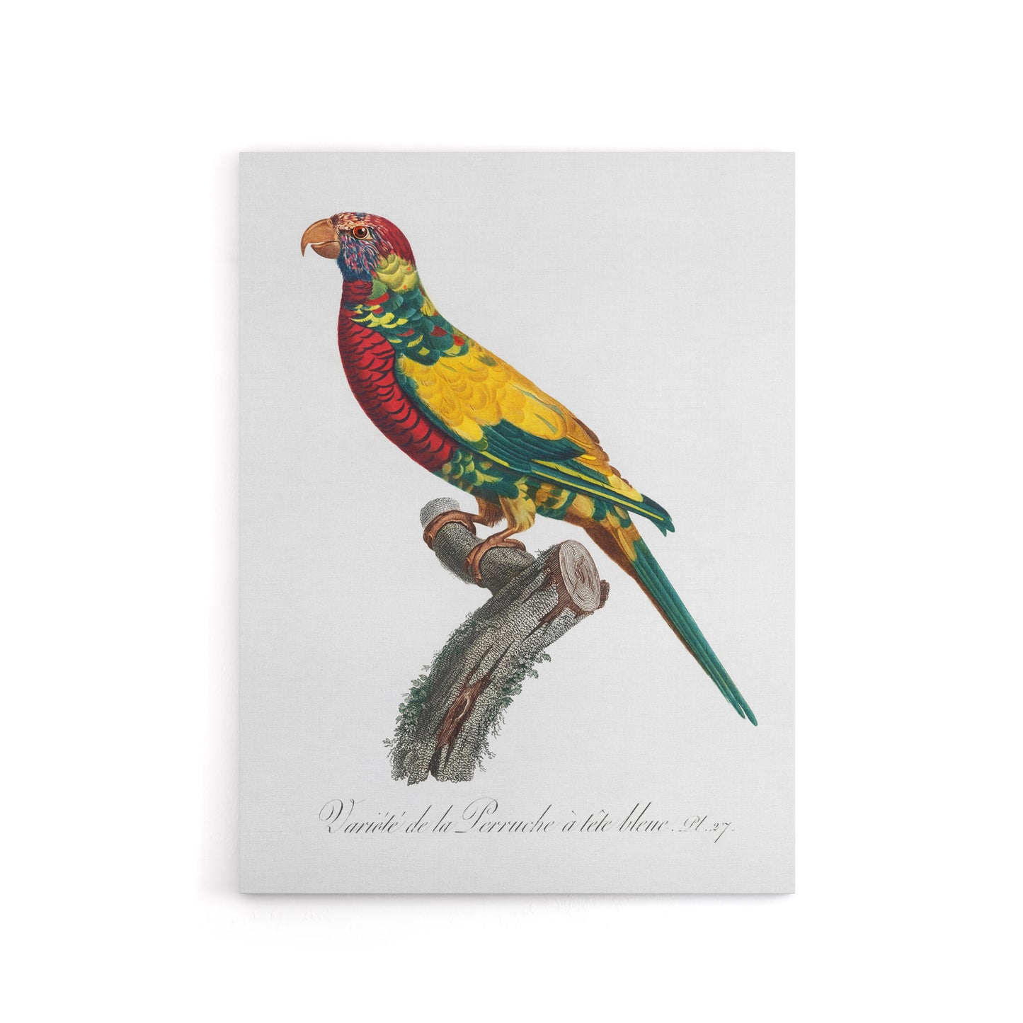 The Rainbow Lorikeet Parrot Levaillant Canvas Wall Art Print