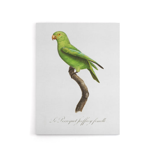 The Red Cheeked Parakeet Francois Levaillant Canvas Wall Art Print