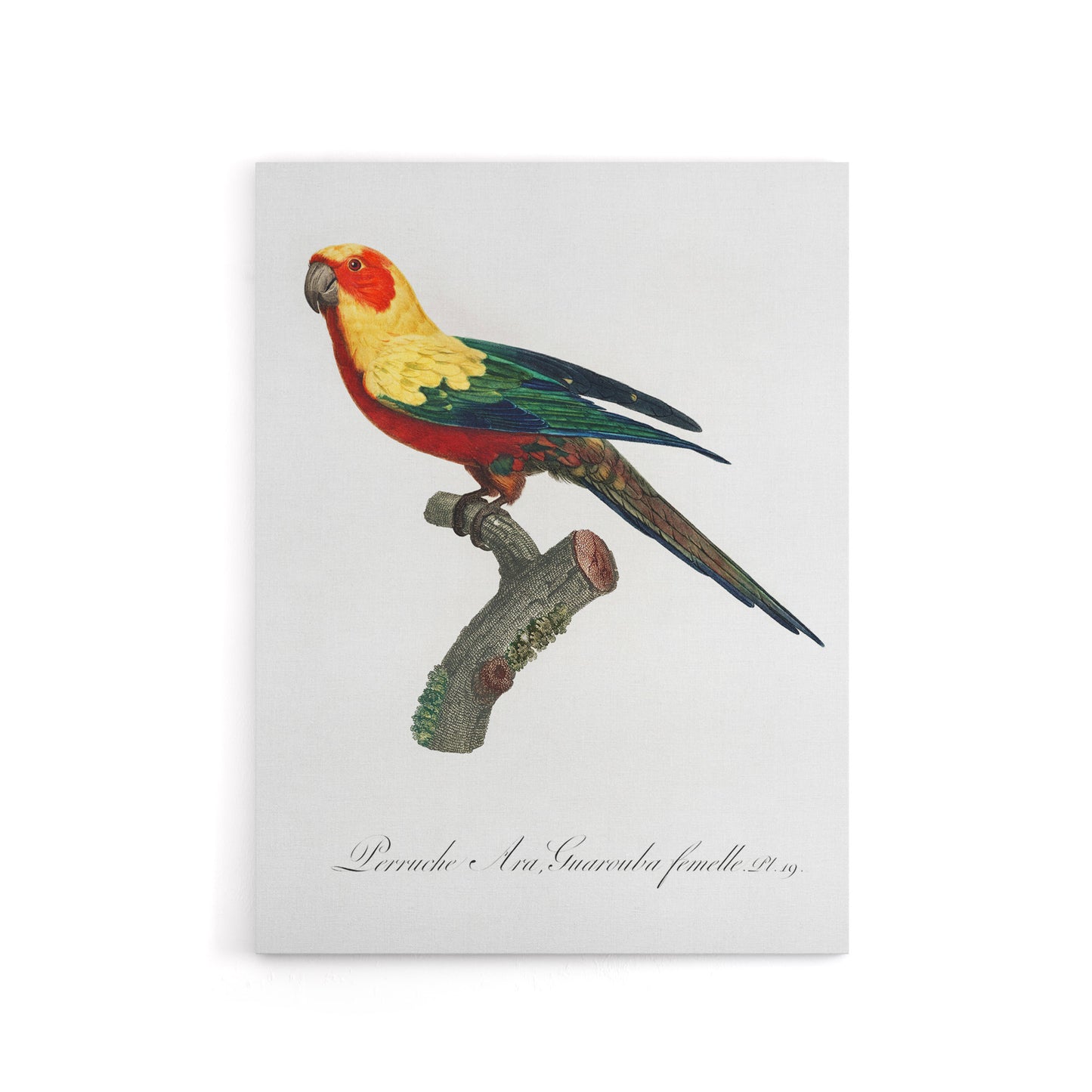 The Sun Parakeet Parrot Francois Levaillant Canvas Wall Art Print