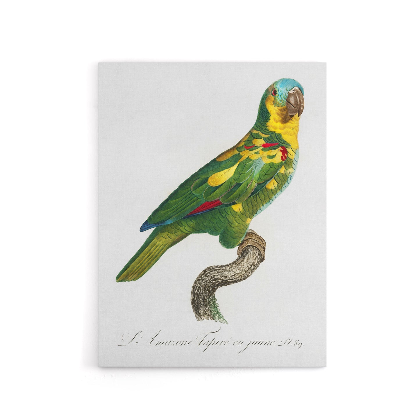 The Turquoise Fronted Amazon Parrot Levaillant Canvas Wall Art Print