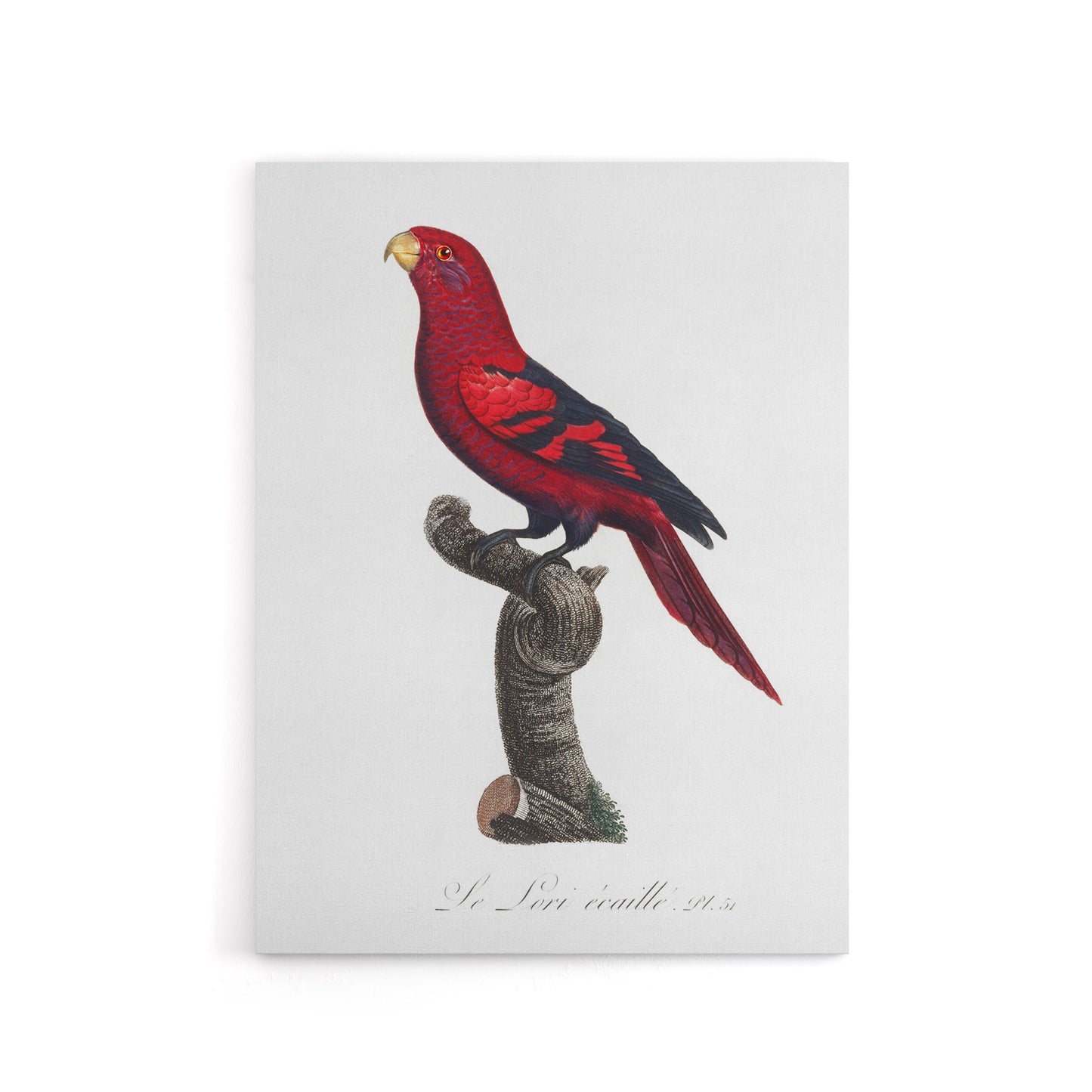 The Violet Necked Lory Parrot Levaillant Canvas Wall Art Print