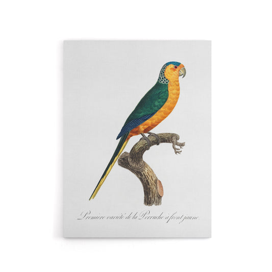 The Yellow Fronted Parakeet Levaillant Canvas Wall Art Print