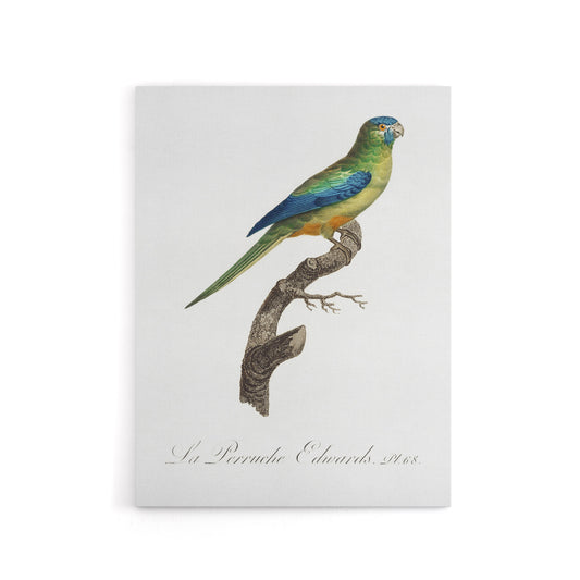 Turquoise Ground Parakeet Levaillant Canvas Wall Art Print