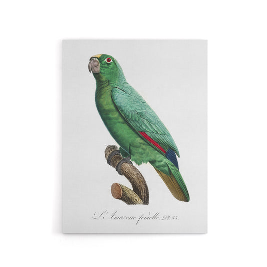 Yellow Crowned Amazon Parrot Levaillant Canvas Wall Art Print