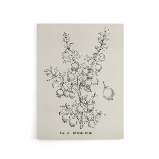 Fruit Growers Guide Chilean Guava Wright Canvas Wall Art Print