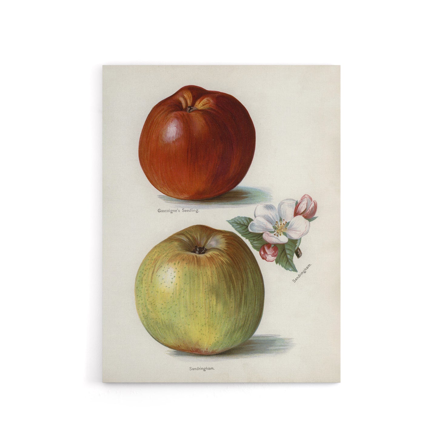 Gascoignes Seedling Sandringham Apples Wright Canvas Wall Art Print